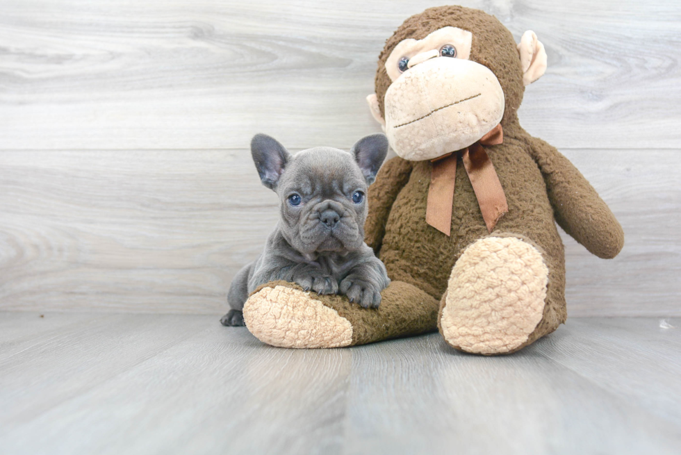 French Bulldog Puppy for Adoption