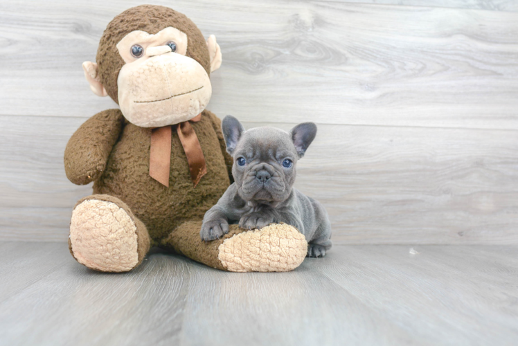 Cute Frenchie Purebred Puppy