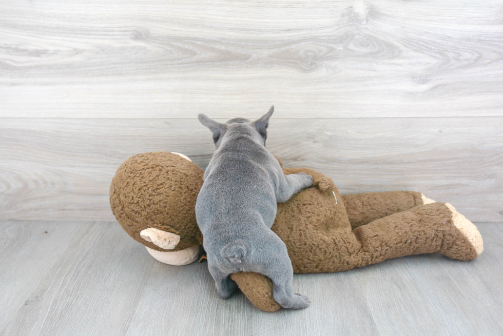 Best French Bulldog Baby