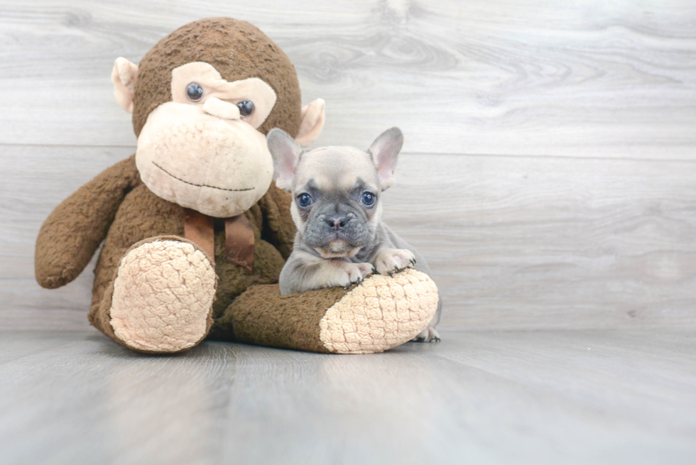 Sweet Frenchie Purebred Puppy