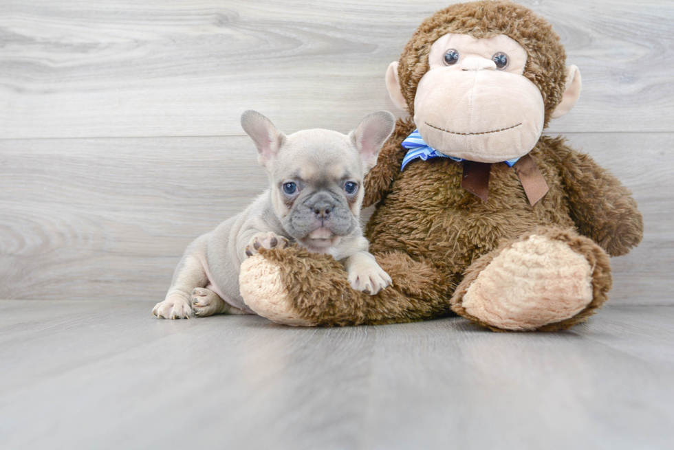 French Bulldog Puppy for Adoption