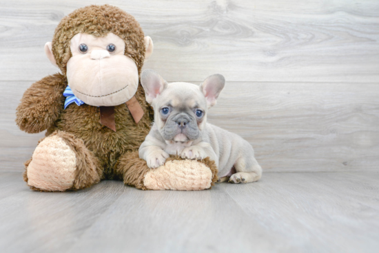 French Bulldog Puppy for Adoption