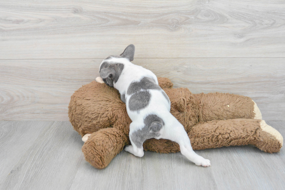 Playful French Bulldog Purebred Pup