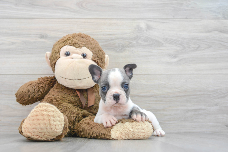 Small French Bulldog Purebred Pup
