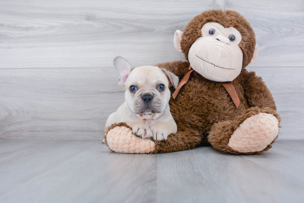 French Bulldog Puppy for Adoption