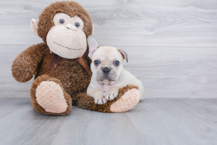 Hypoallergenic French Bulldog Baby