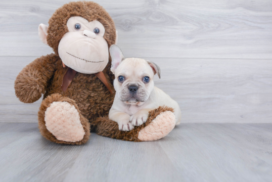 Hypoallergenic French Bulldog Baby