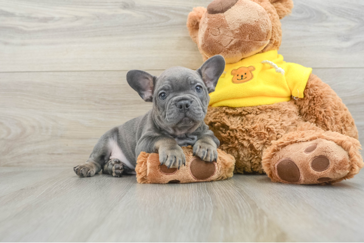 Funny French Bulldog Purebred Pup