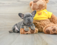 7 week old French Bulldog Puppy For Sale - Premier Pups