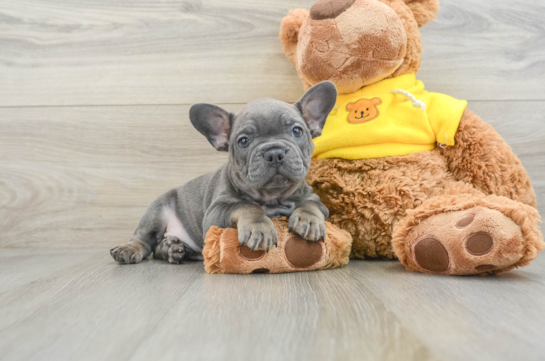 Funny French Bulldog Purebred Pup