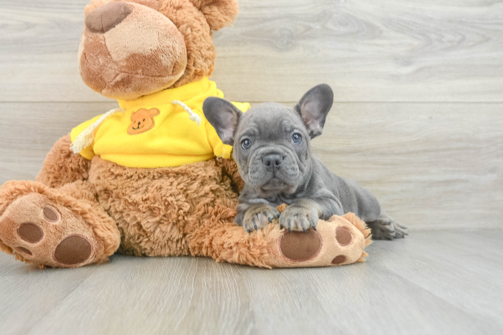 Fluffy Frenchie Purebred Puppy