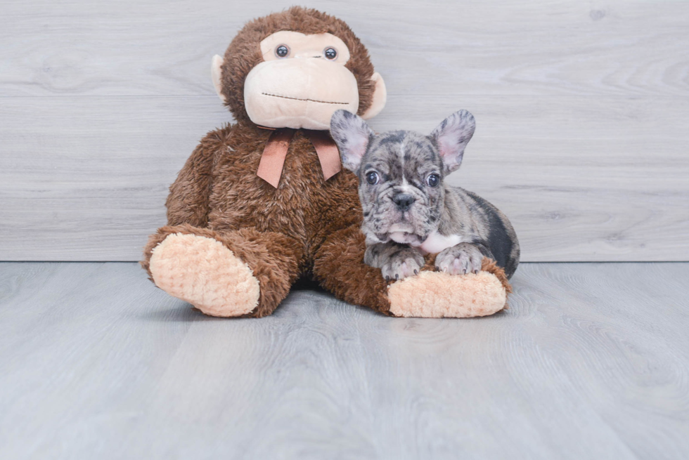 Friendly French Bulldog Purebred Pup