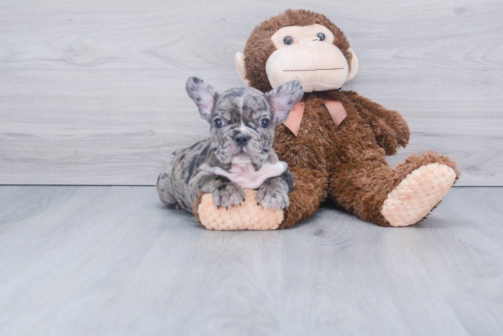 Smart Frenchie Purebred Puppy