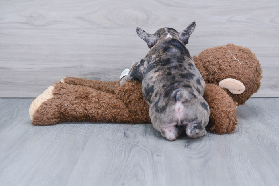 Popular French Bulldog Purebred Pup