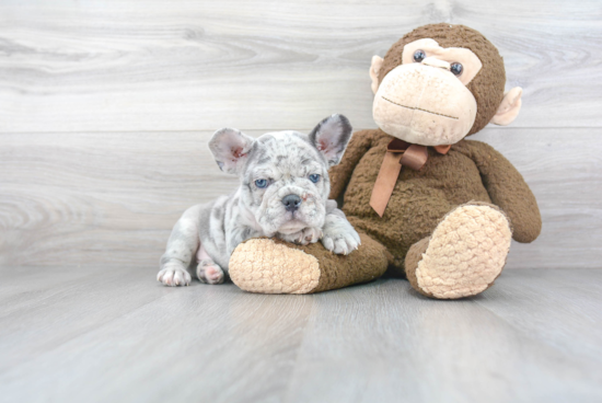 Fluffy Frenchie Purebred Puppy