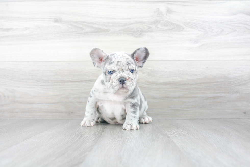 Best French Bulldog Baby