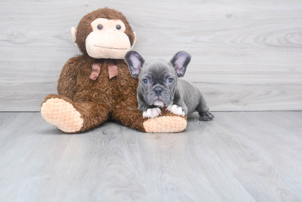 French Bulldog Puppy for Adoption