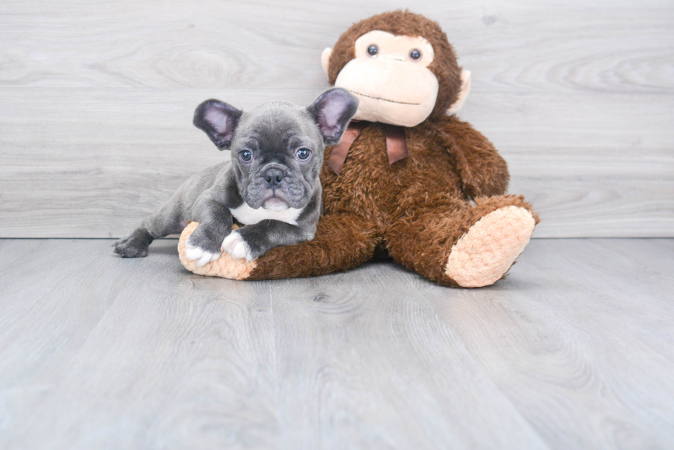 Cute Frenchie Purebred Puppy