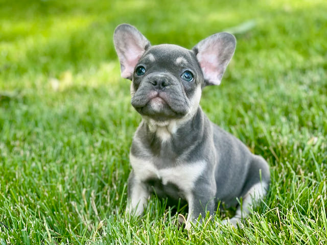 French Bulldog Pup Being Cute