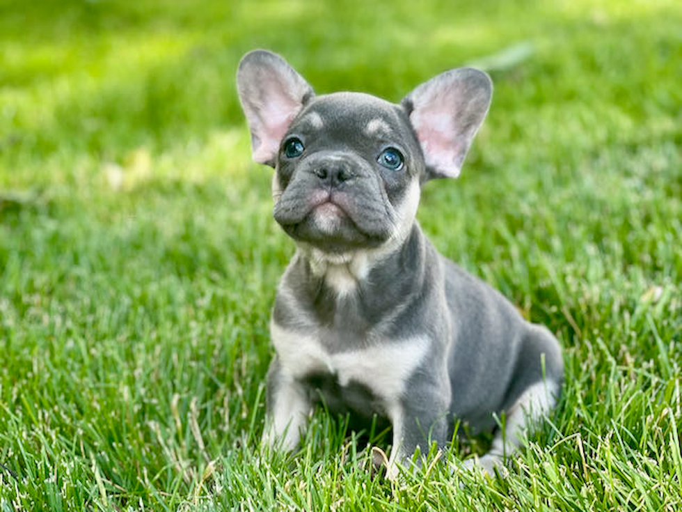 French Bulldog Pup Being Cute