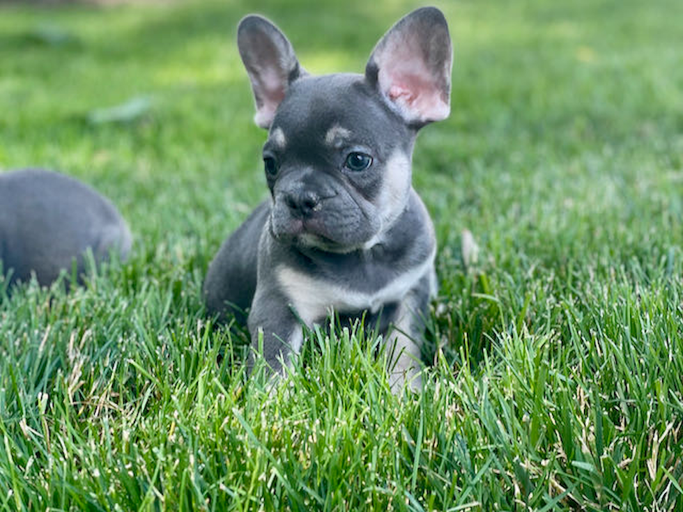 Adorable Frenchie Purebred Puppy