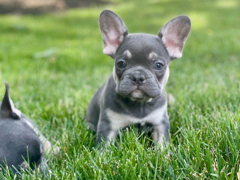 Friendly French Bulldog Baby