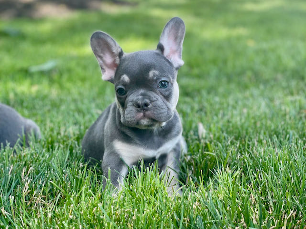 Hypoallergenic French Bulldog Baby
