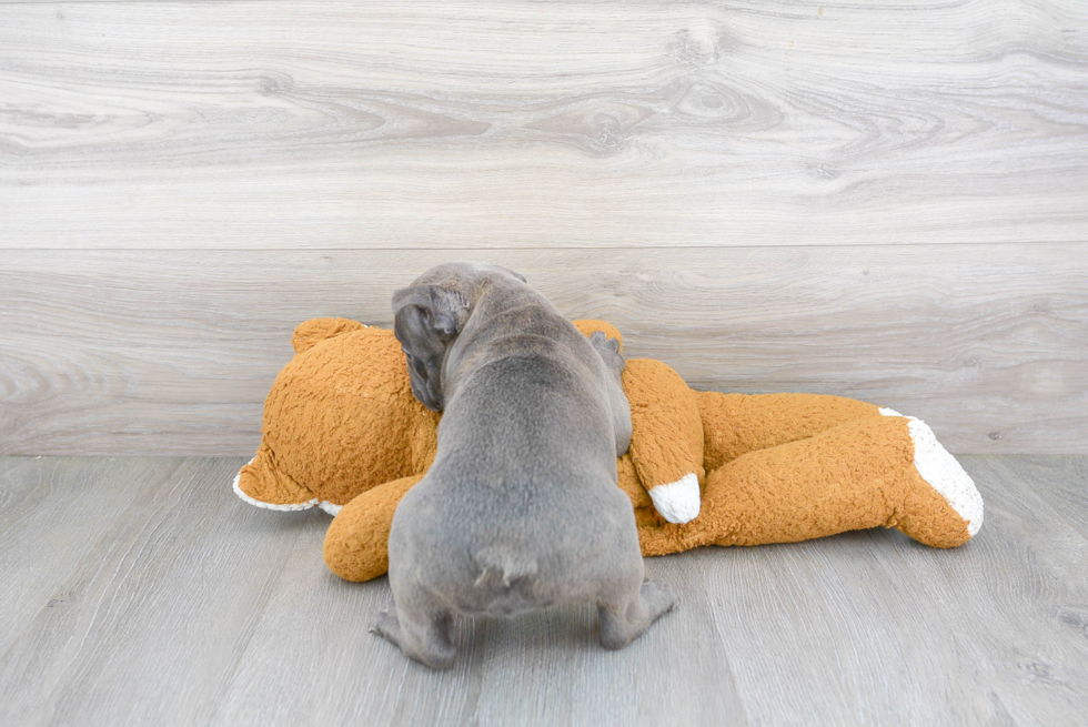 Fluffy Frenchie Purebred Puppy