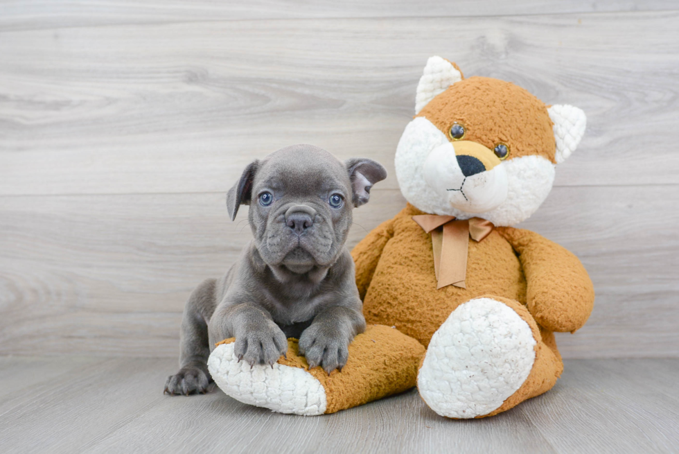 French Bulldog Pup Being Cute