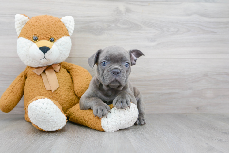 Best French Bulldog Baby