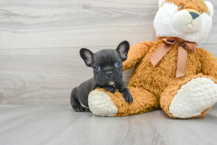 French Bulldog Pup Being Cute