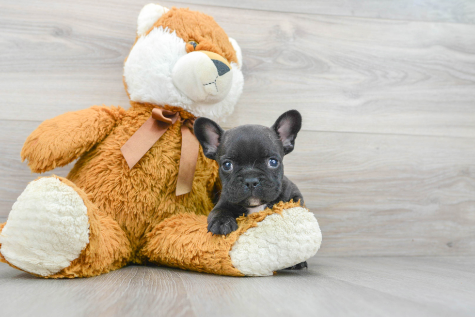 Best French Bulldog Baby