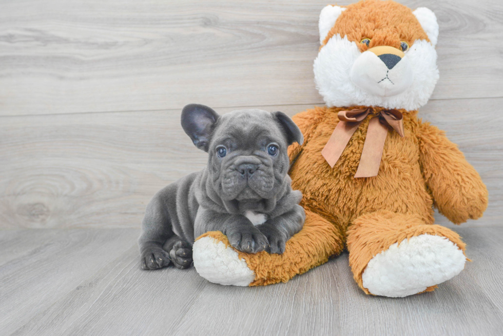 French Bulldog Pup Being Cute