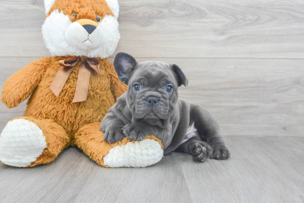 French Bulldog Puppy for Adoption