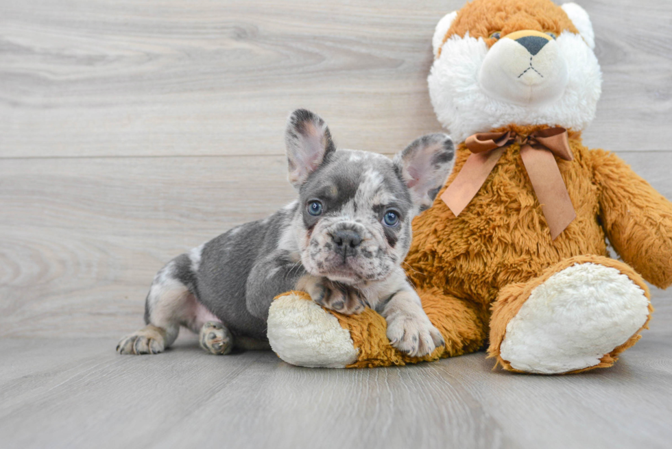 Little French Bulldog Baby