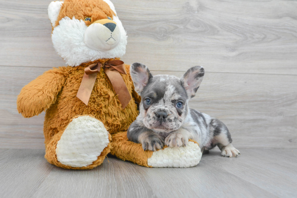 French Bulldog Pup Being Cute