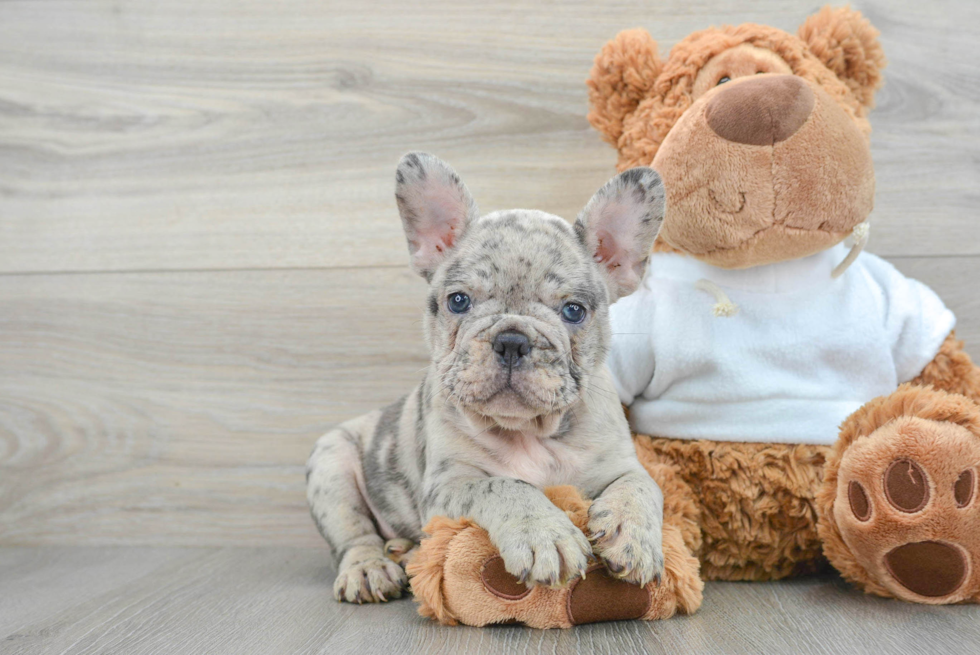 Playful French Bulldog Purebred Pup