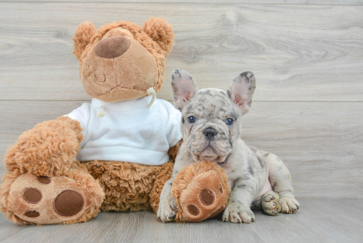 Best French Bulldog Baby