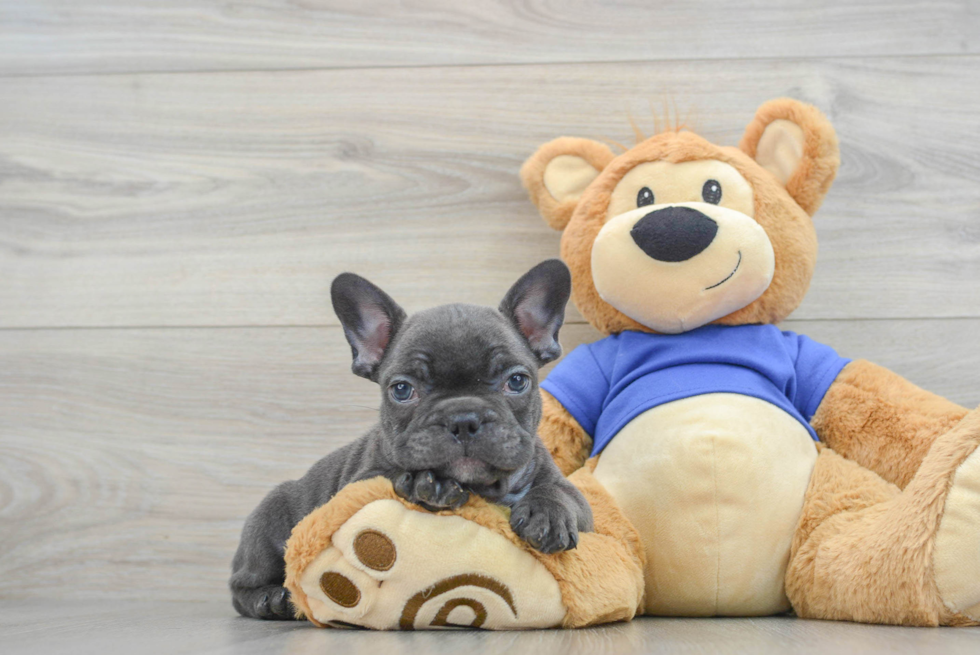 Cute Frenchie Purebred Puppy