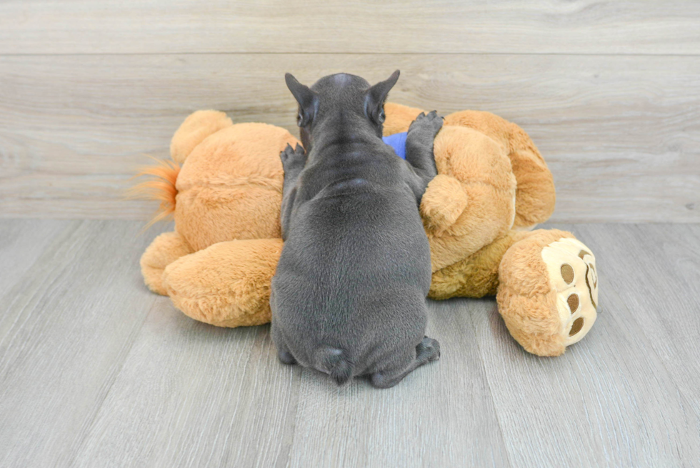 Best French Bulldog Baby