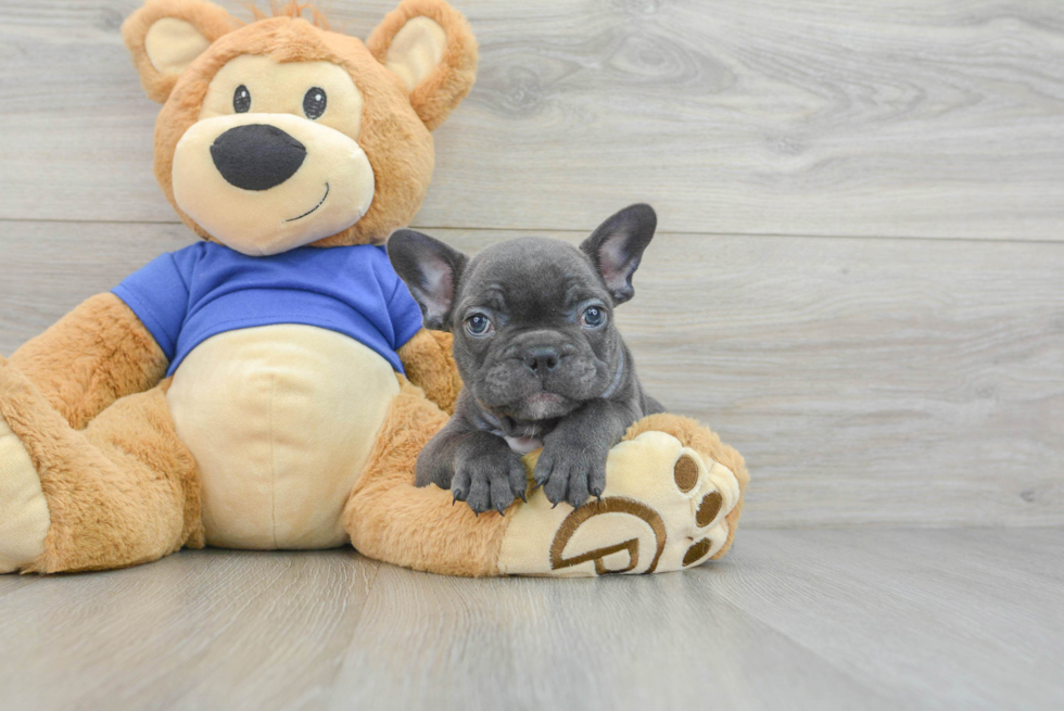 Best French Bulldog Baby