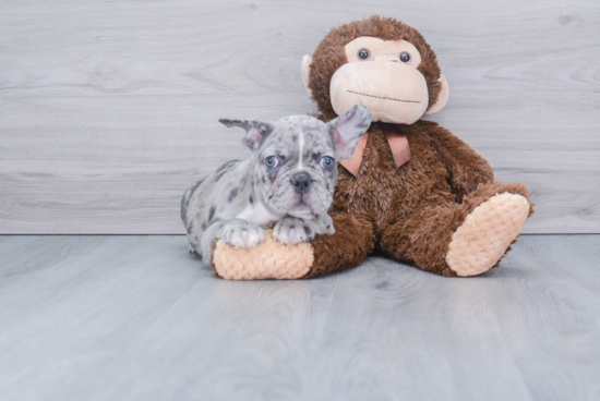 Hypoallergenic French Bulldog Baby