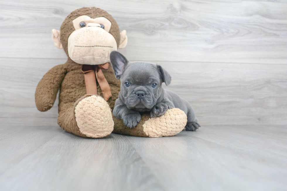 Akc Registered French Bulldog Purebred Pup