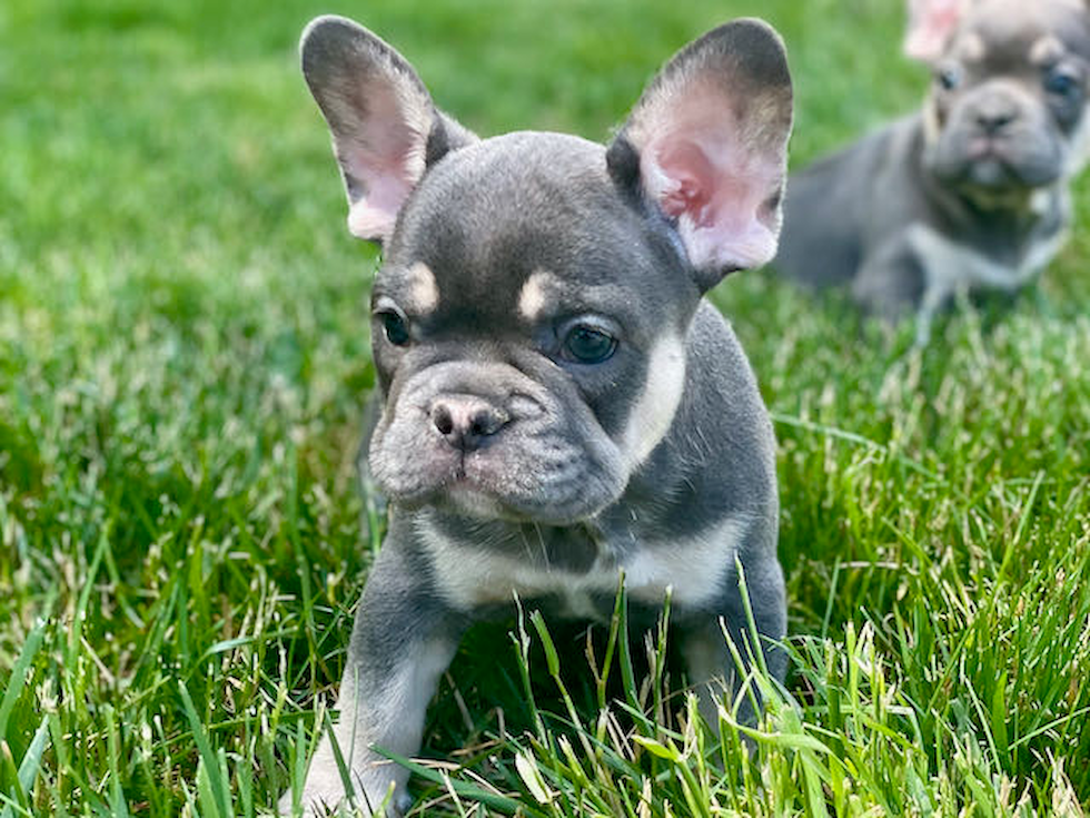 Funny French Bulldog Purebred Pup