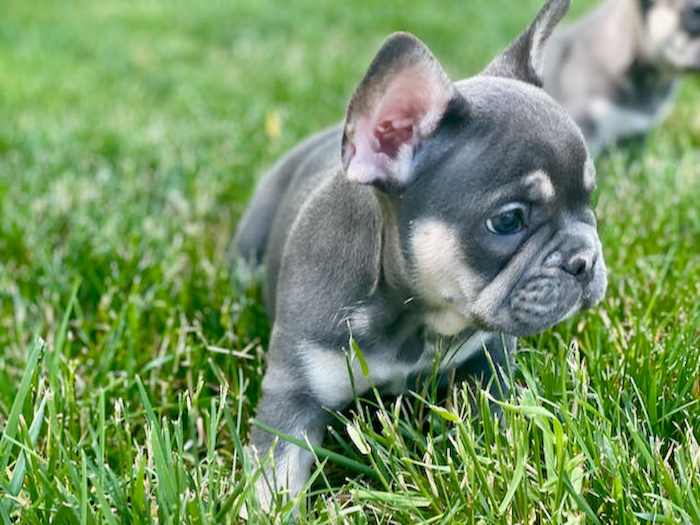 French Bulldog Pup Being Cute