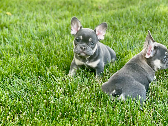 Fluffy Frenchie Purebred Puppy