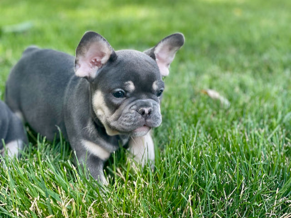 Best French Bulldog Baby