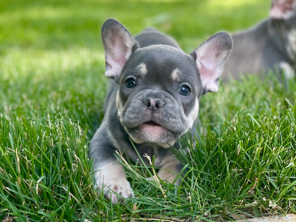 Hypoallergenic French Bulldog Purebred Pup