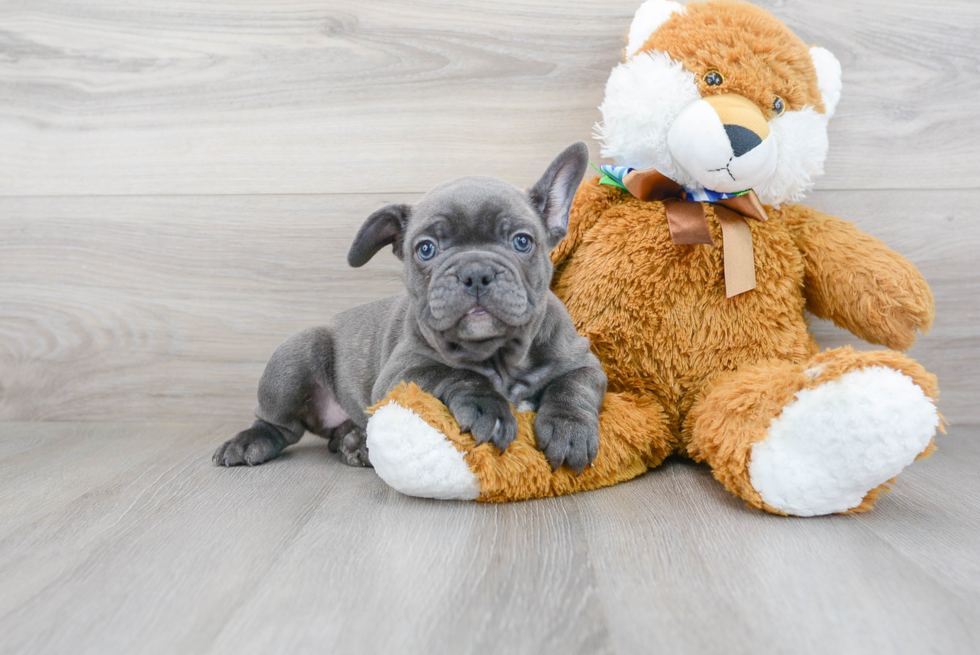 Best French Bulldog Baby