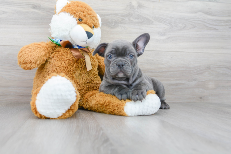 French Bulldog Puppy for Adoption